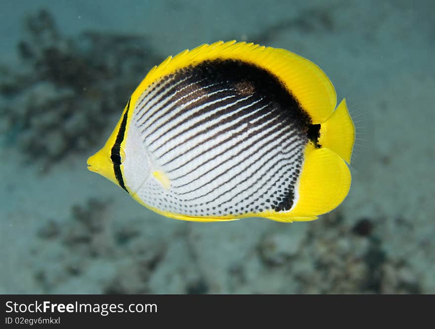 Close-up of a Black backed butterfly fish in the Red Sea