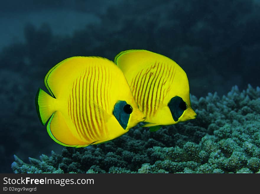 Couple Of Masked Butterfly Fish