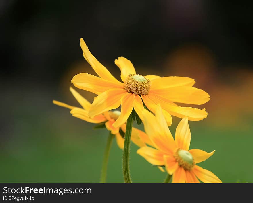 Spring flowers