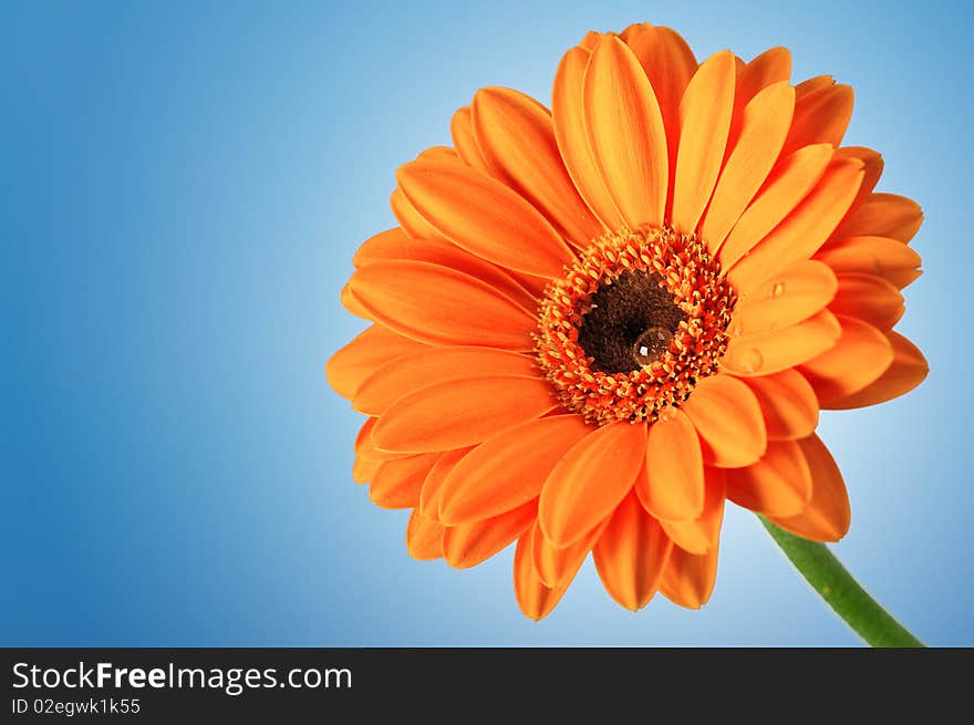 Orange daisy on blue background