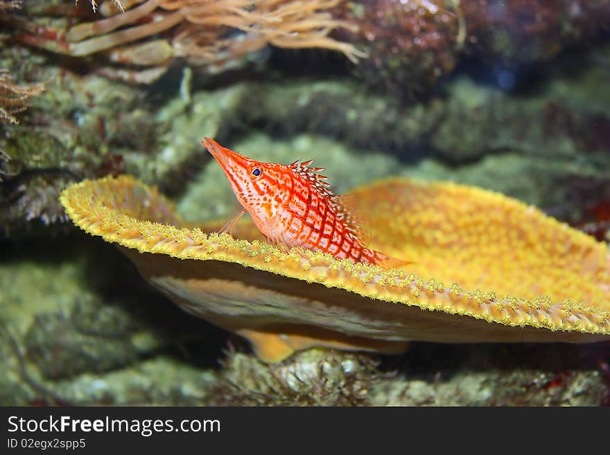 A peculiar orange and white fish at Amsterdam Aquarium, Artis. A peculiar orange and white fish at Amsterdam Aquarium, Artis