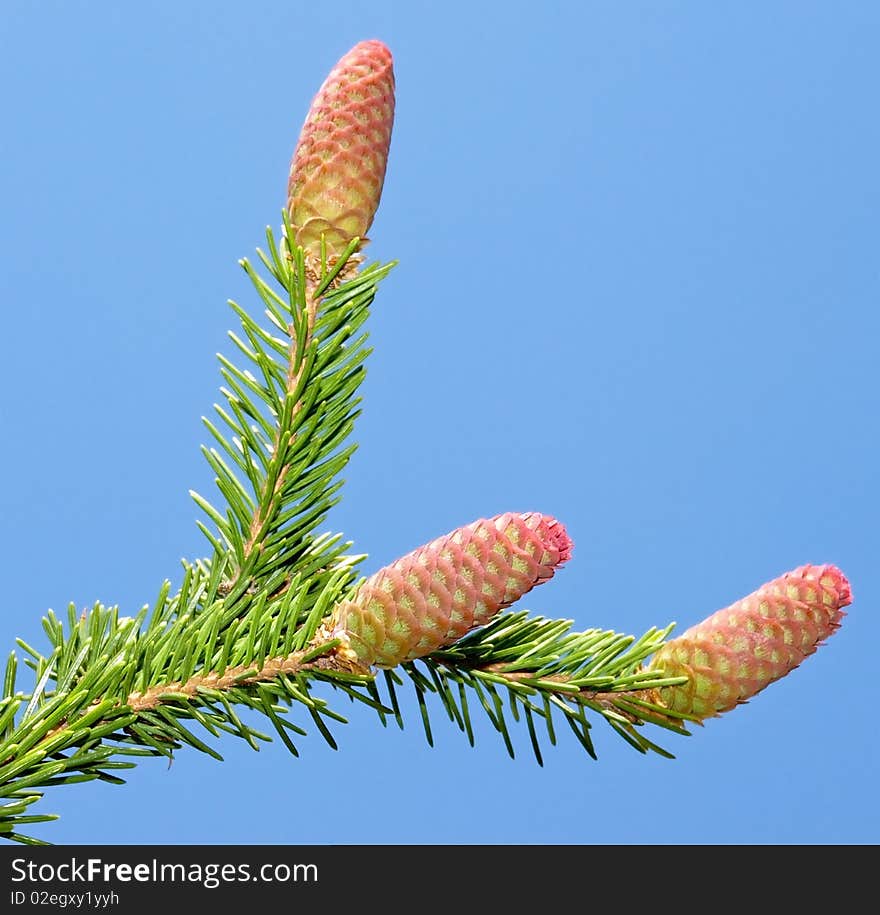 Fir branch with young cones isolated over blue. Fir branch with young cones isolated over blue