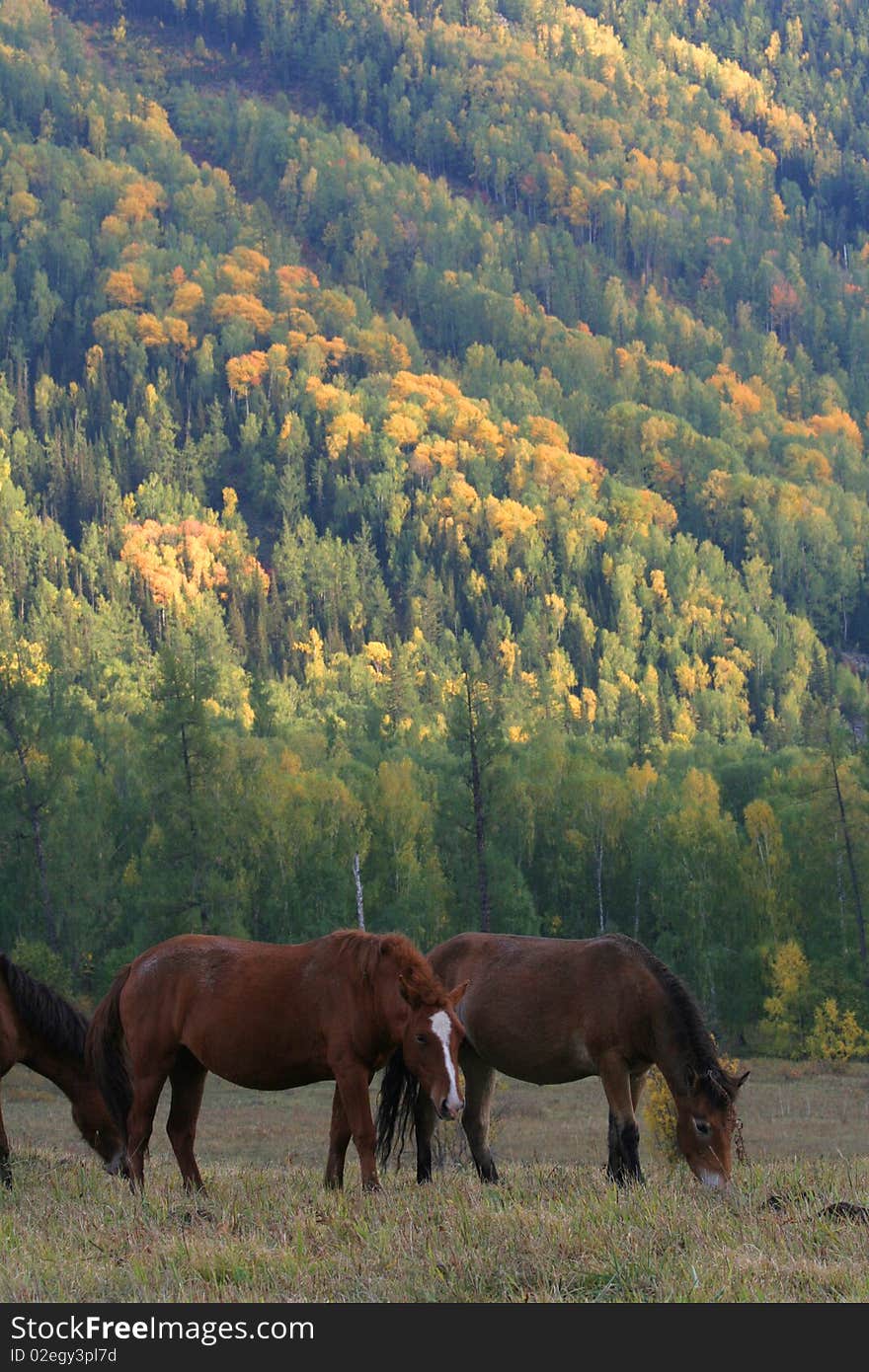 Horses are gnawing grass in the autumn of Sinkiang, China. Horses are gnawing grass in the autumn of Sinkiang, China