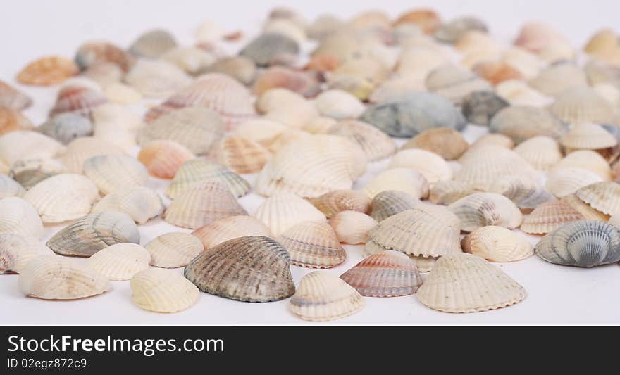 Seashells on a white background