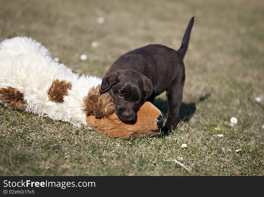 Chocolate Labrador Retriever puppy playing with toys