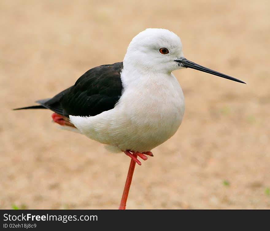 Black necked stilt stand on a single leg - blurred background