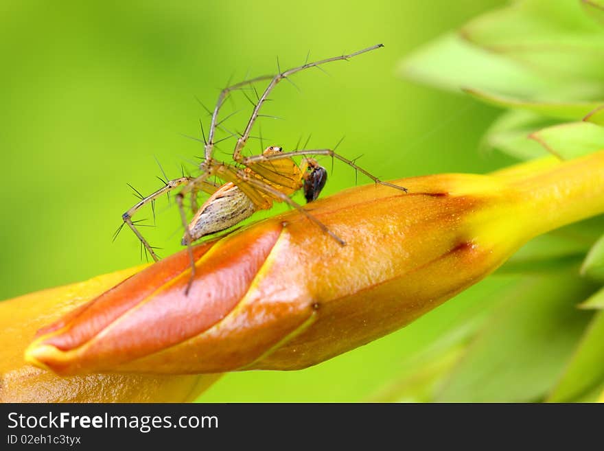 Extreme close up shot of an insect on flower