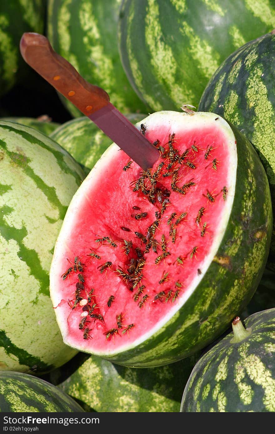 Watermelon on the southern market , Crimea,many wasp