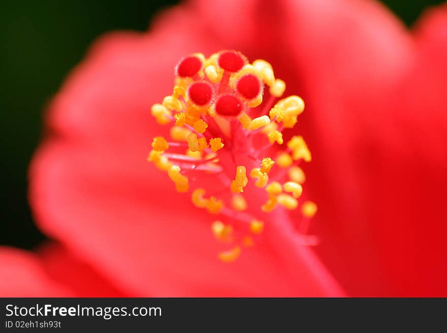 Selective focus on the pistils of a red hibiscus