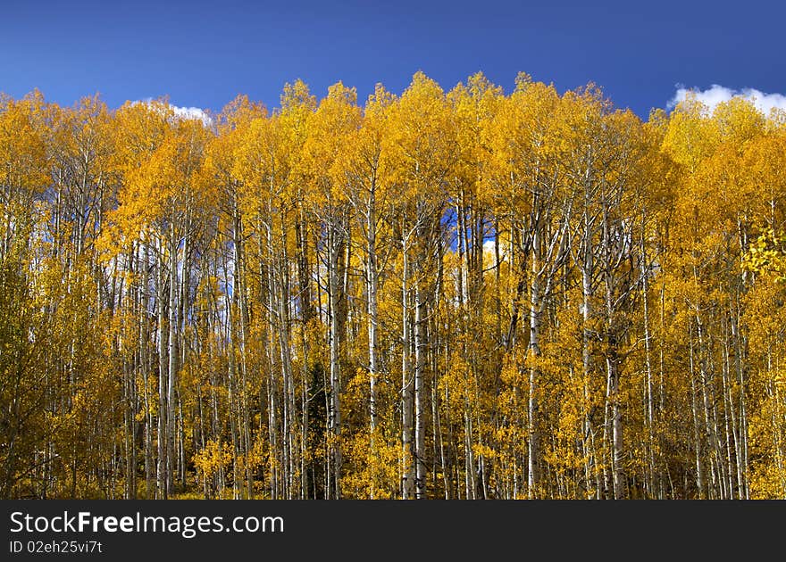 Closeup shot of Aspen trees reaching for the sky