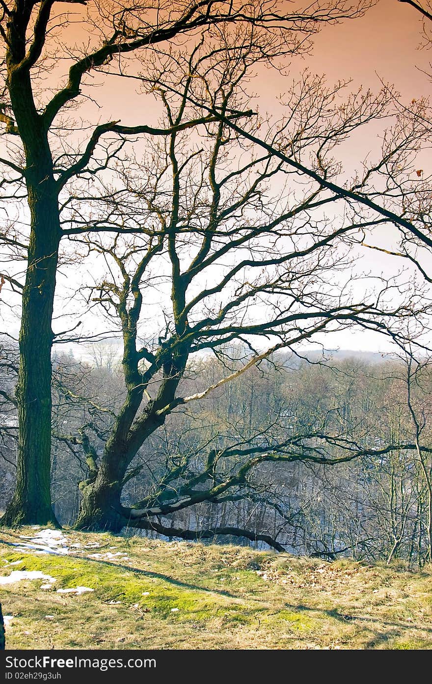 Single tree on the ridge of rock in the spring