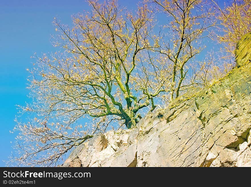 Single dry tree on a cliff face in the sunlight.