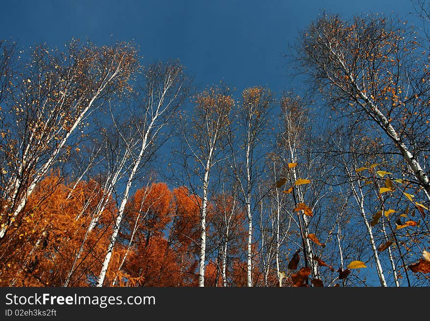 Birch wood on the way to the northernmost village of China -- Mohe. Birch wood on the way to the northernmost village of China -- Mohe.