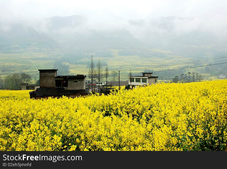 Scenic rape flower in the spring