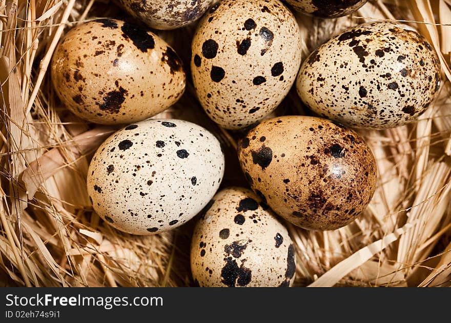 Quail eggs in the nest