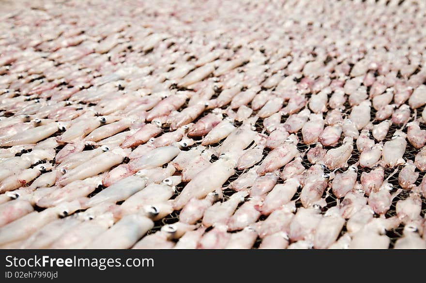 Squids drying in the Sun in a fishermen village