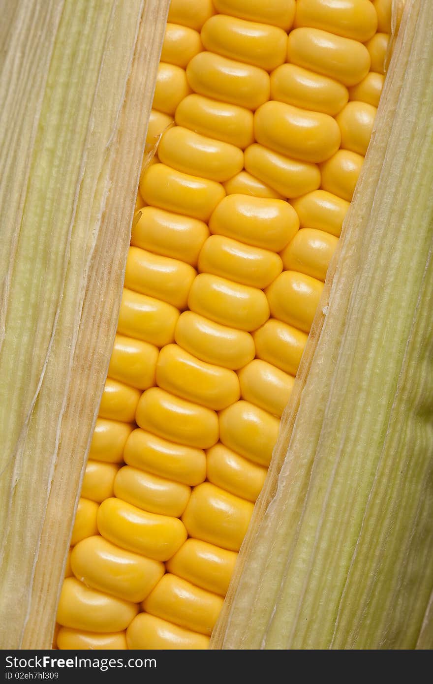 Close-up image of freshly picked corn. Close-up image of freshly picked corn