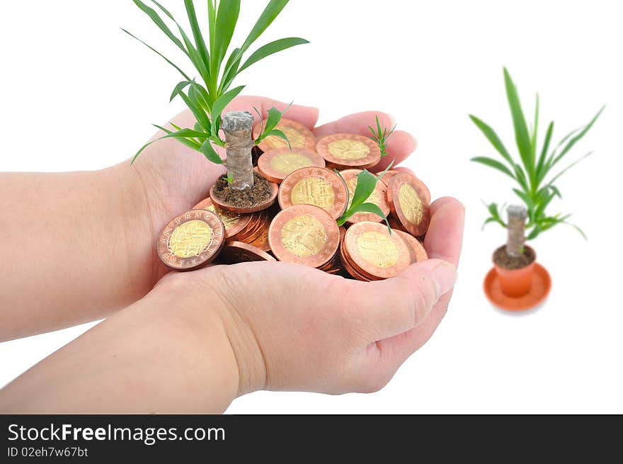 Hand And Coins With Plant