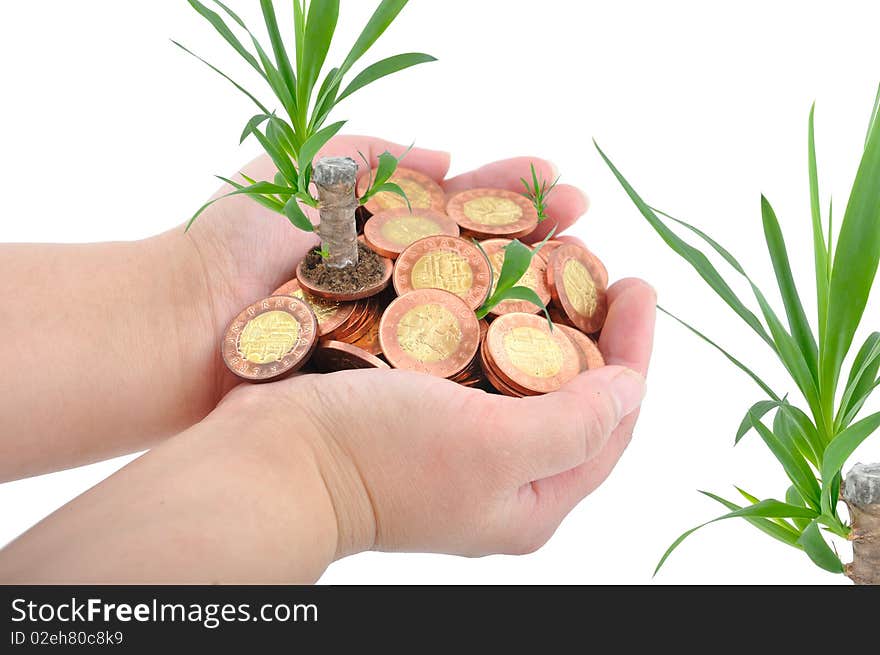 Full hands of consi whit plain, which grown from coins on isolated white background. Full hands of consi whit plain, which grown from coins on isolated white background