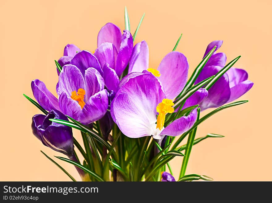 Crocus on pink background