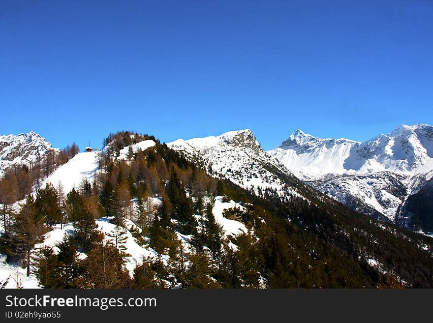 Mountain pine forest and blue sky. Mountain pine forest and blue sky