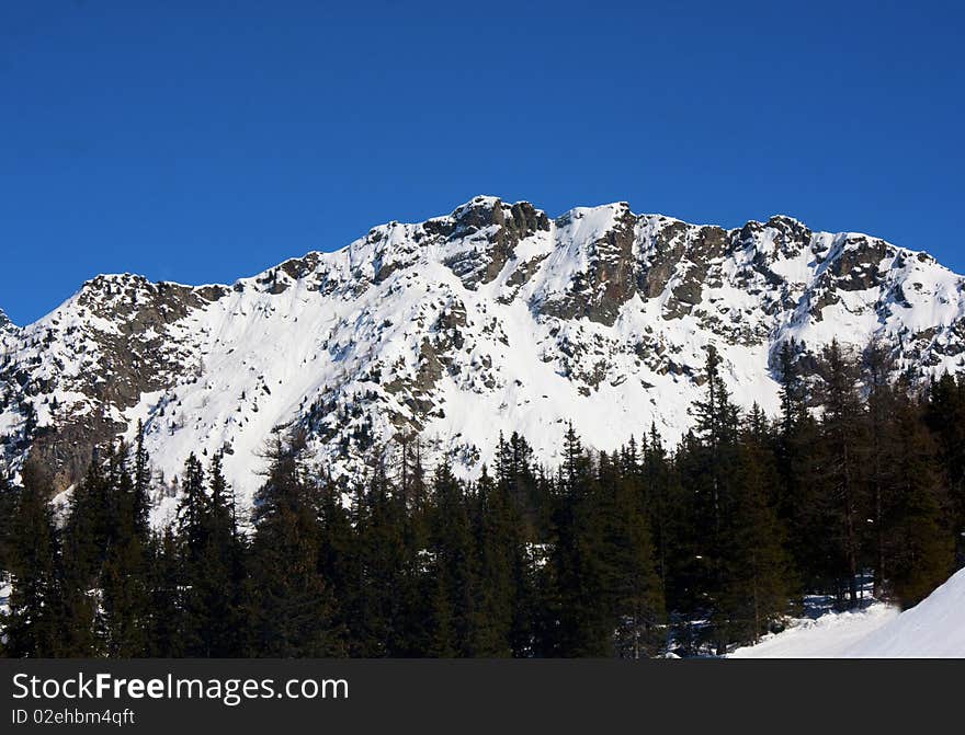 Mountain pine forest and blue sky. Mountain pine forest and blue sky