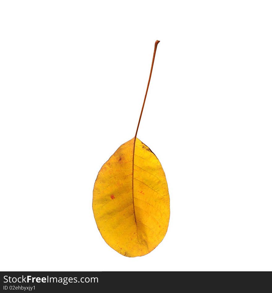 Yellow foliage of a tree isolated on a white background, a closeup. Yellow foliage of a tree isolated on a white background, a closeup