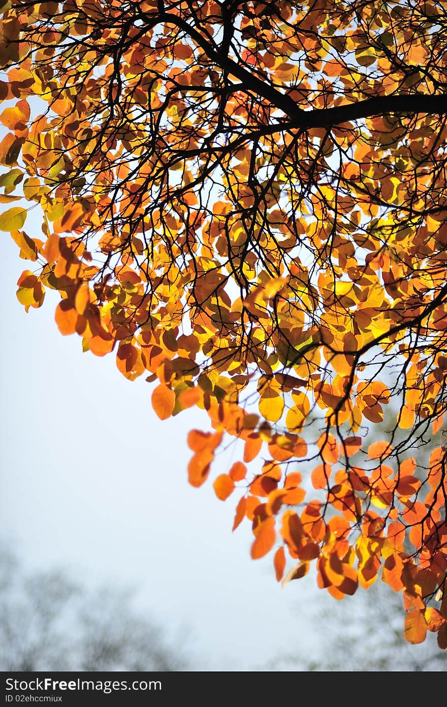 Branch of a tree with red foliage in park in a sunny day. Branch of a tree with red foliage in park in a sunny day