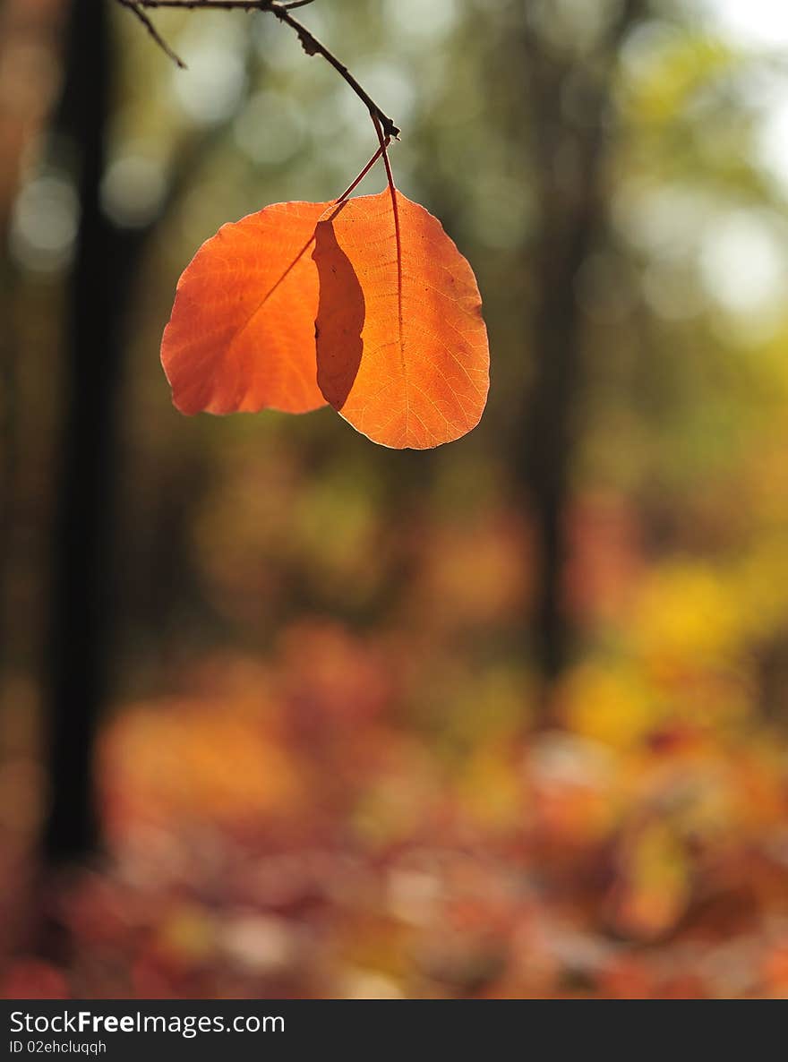 Two bright autumn sheets of a hazel grove on a background of trees in park in a sunny day. Two bright autumn sheets of a hazel grove on a background of trees in park in a sunny day