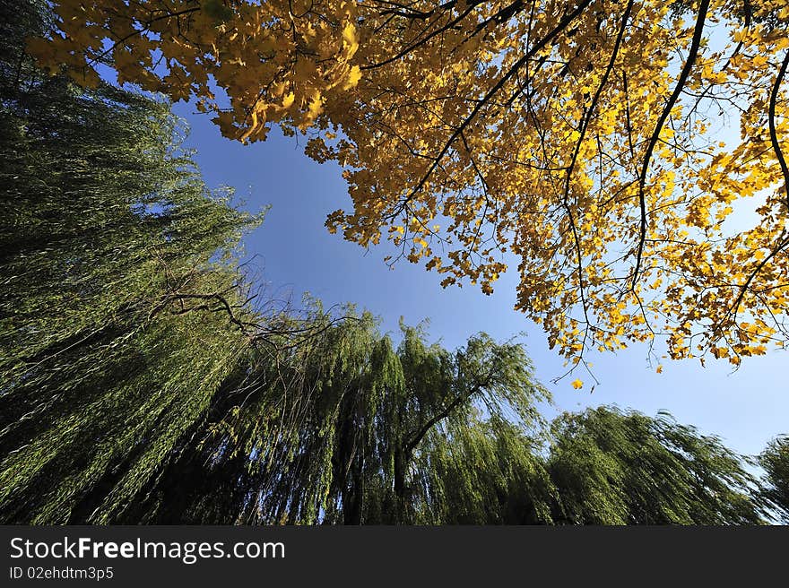 Autumn trees in park on a background of the blue sky in a sunny day. Autumn trees in park on a background of the blue sky in a sunny day