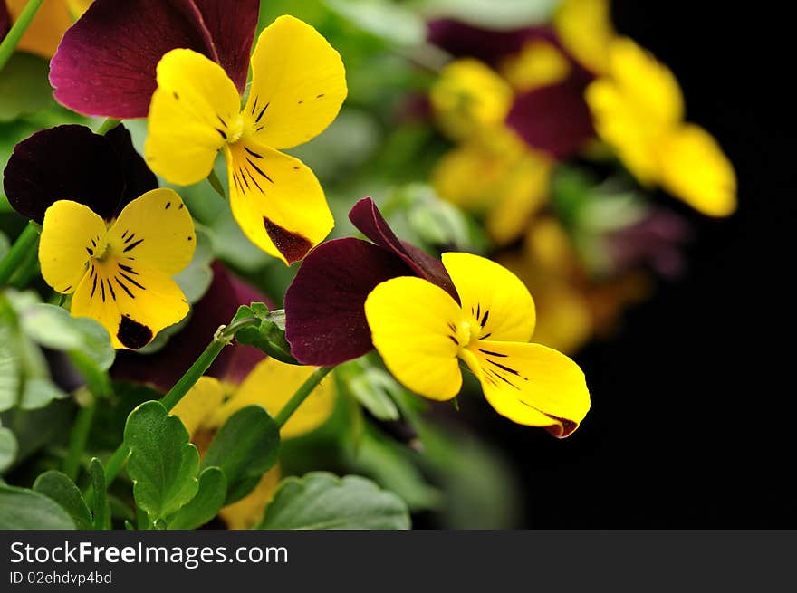 Closeup of beautiful yellow flower on black background