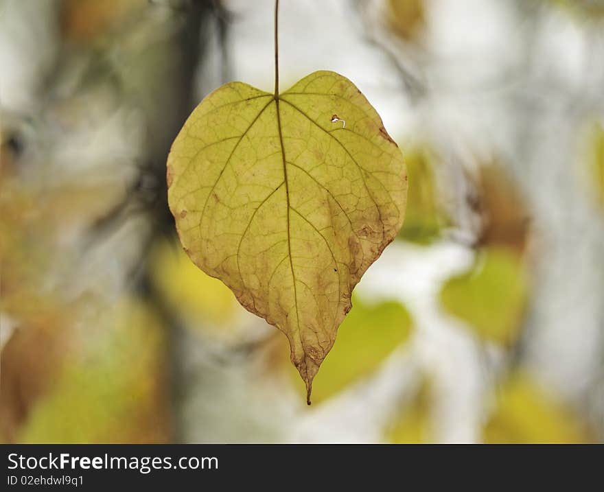 Autumn sheet of a tree on a background of trees in park. Autumn sheet of a tree on a background of trees in park