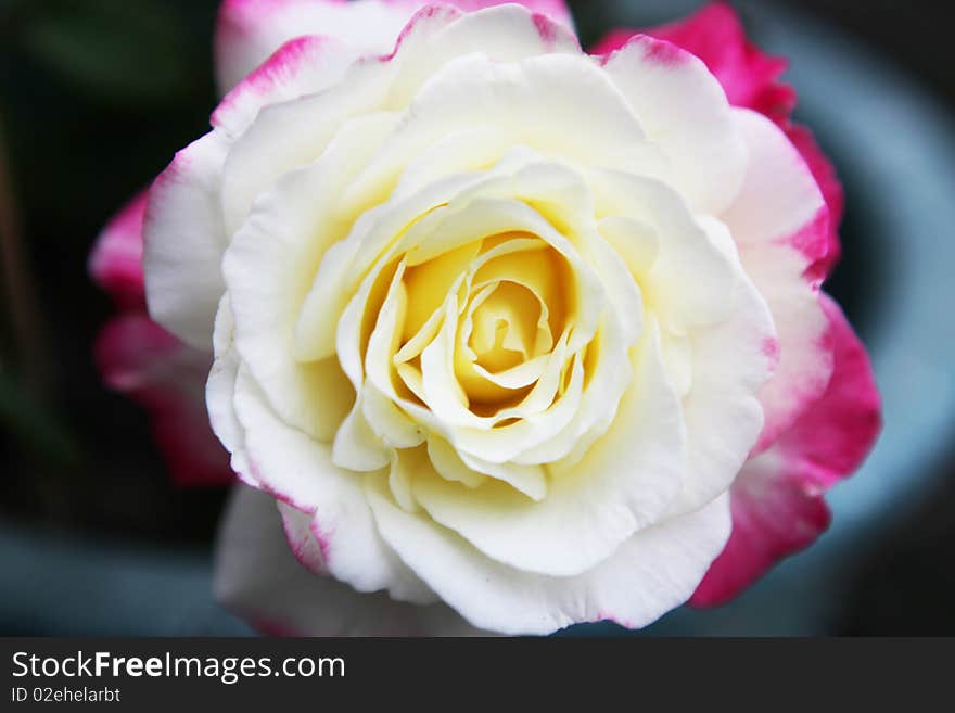 A White roses close-up