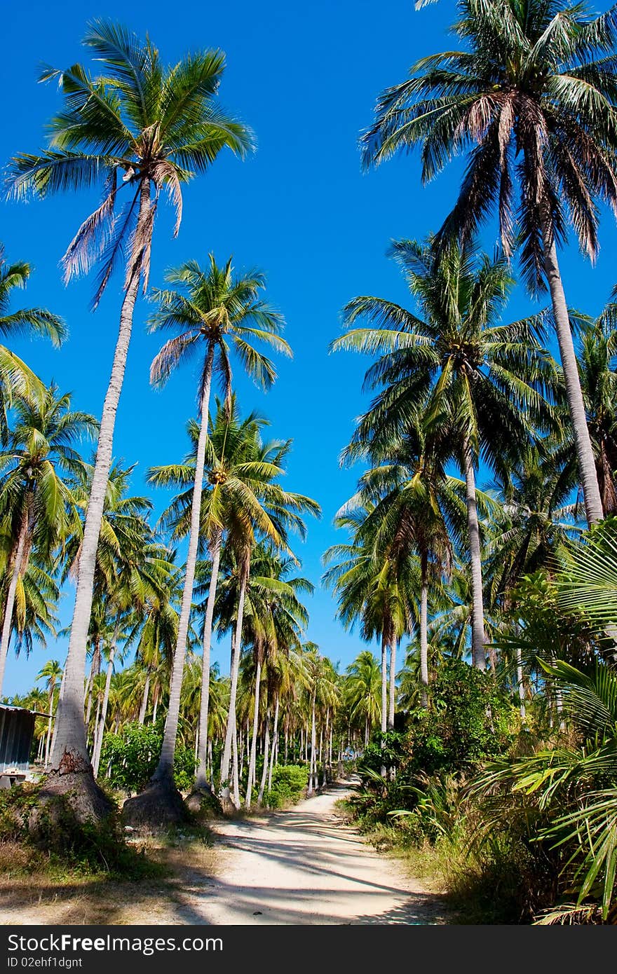 Road between palms in tropics