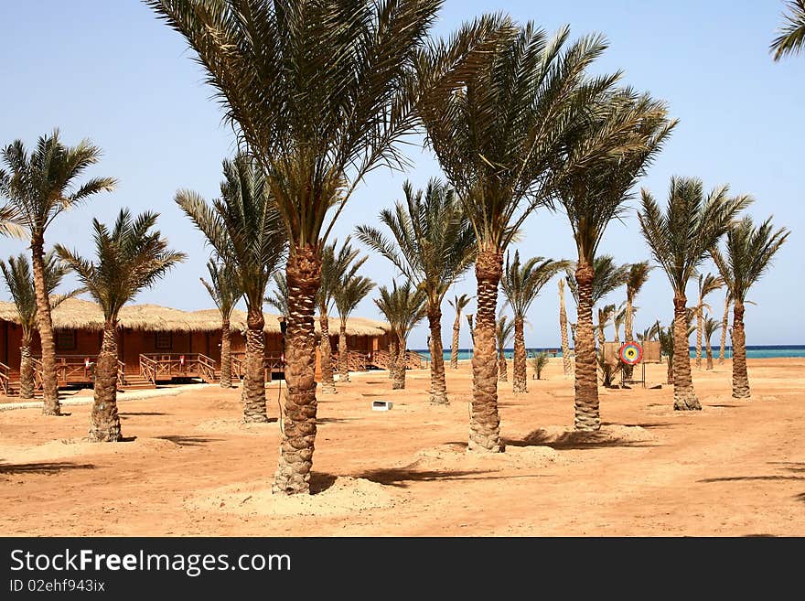 Palm trees on Makadi bay, Egypt