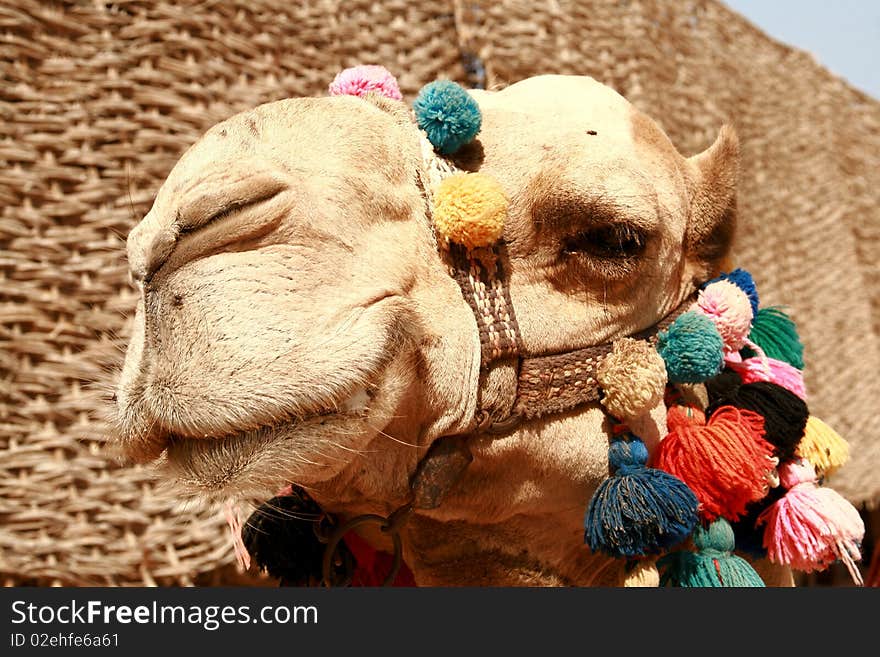 Portrait of beautiful egypt camel