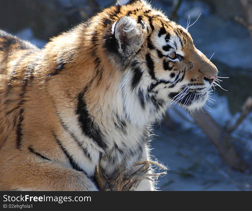 The tiger lies on a branch in an ambush