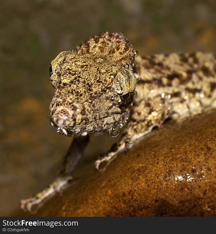 Picture of the anolis barbatus, who has just been sprinkled with water.