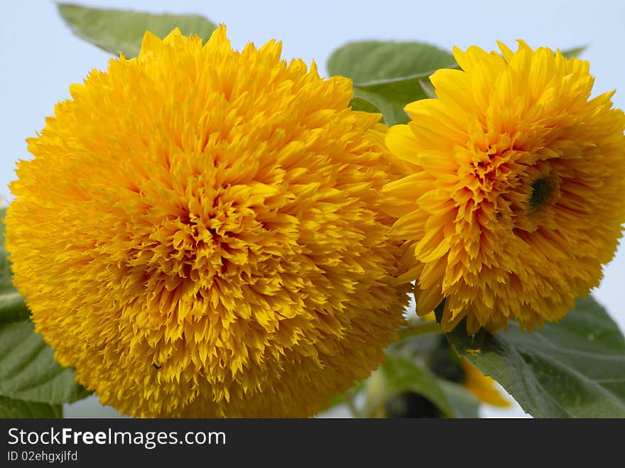 Two yellow flowers on a background of the blue sky, a close up. Two yellow flowers on a background of the blue sky, a close up