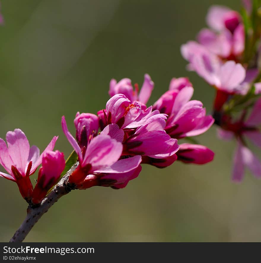 Blossoming branch of a plant with pink colors in spring day on a green background. Blossoming branch of a plant with pink colors in spring day on a green background