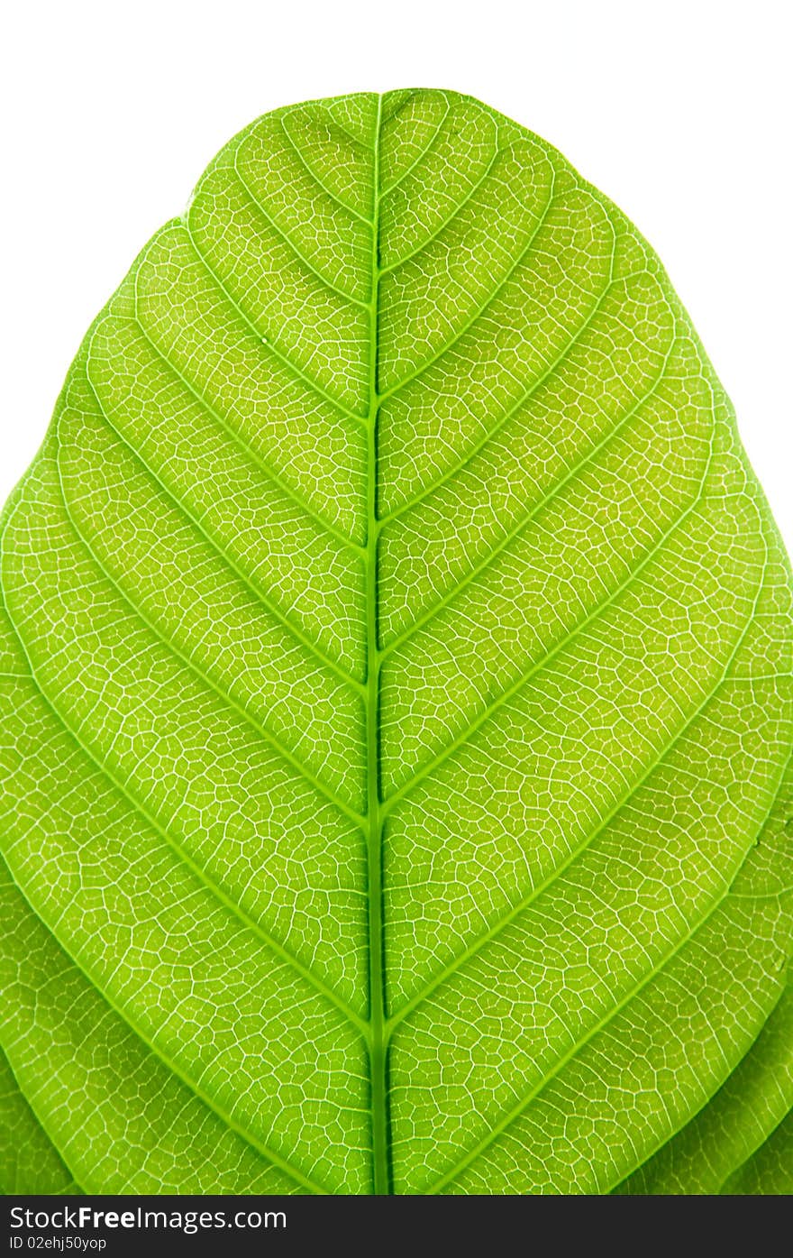 The pattern of green leaf. The pattern of green leaf