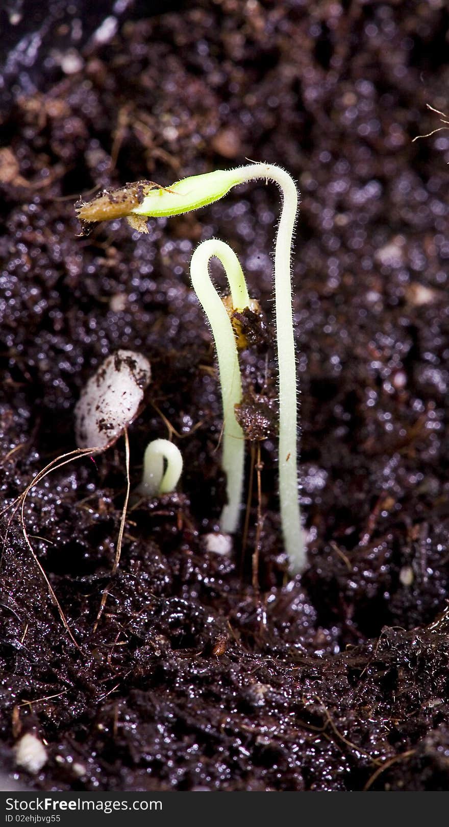 Macro shot of small green seedlings