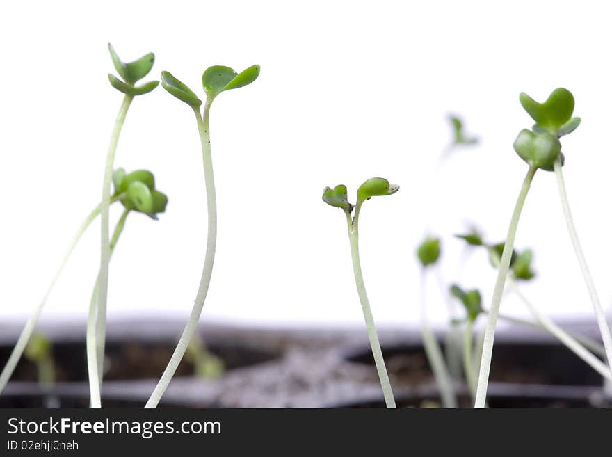 Macro shot of small green seedlings