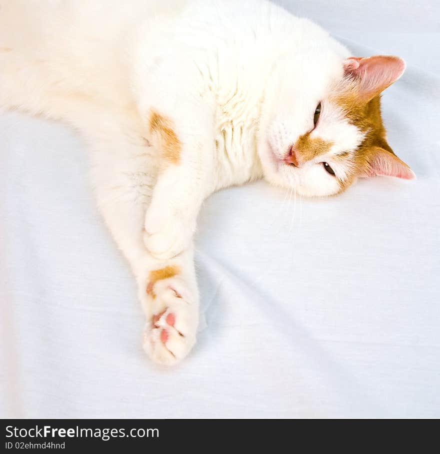 Adult male Turkish Van Red Tabby lounging on a white sheet background. Adult male Turkish Van Red Tabby lounging on a white sheet background.