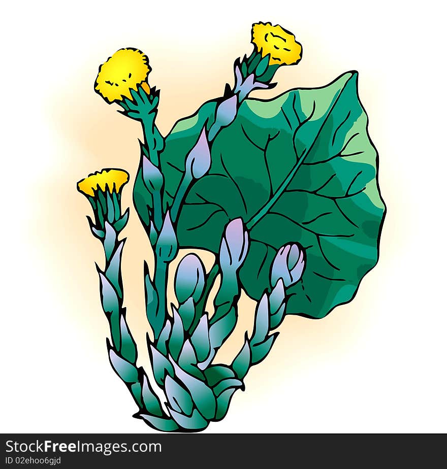 Vector drawing. Spring primroses Tussilago farfara, used in medicine and a good honey plant