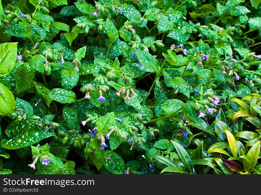 Alumroot with pretty white spotted green foliage andblue and pink fragrant blooms. Alumroot with pretty white spotted green foliage andblue and pink fragrant blooms.