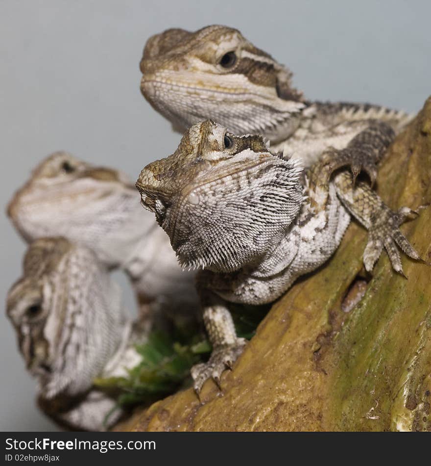 A group of bearded dragons aka Pogona Vitticeps