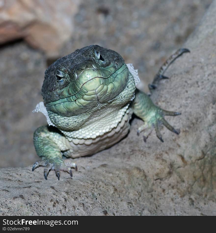 Close up head shot of Ocellated Lizard on a rock from the front