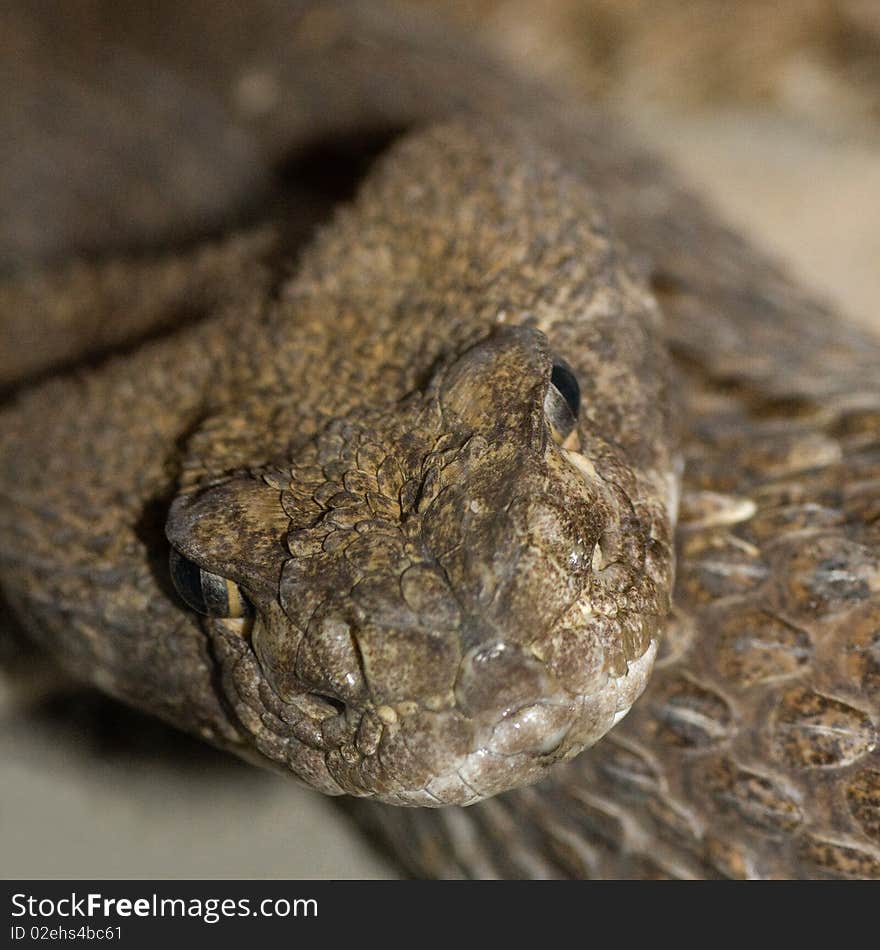 Full frontal close-up shot of a Texas Diamondback Rattlesnake