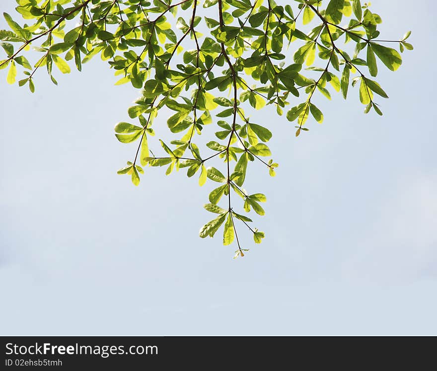 The verdure leaves in the spring sunshine and blue sky.